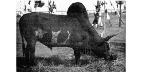 Zebu de madagascar